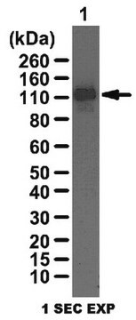 Przeciwciało anty-LSD1 from rabbit, purified by affinity chromatography