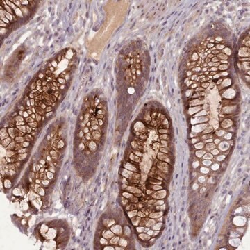 Anti-LEFTY1 antibody produced in rabbit Prestige Antibodies&#174; Powered by Atlas Antibodies, affinity isolated antibody, buffered aqueous glycerol solution