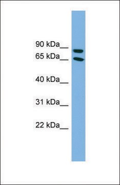 Anti-DAB1 antibody produced in rabbit affinity isolated antibody