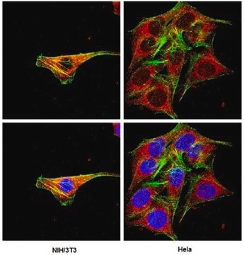 Anticorps anti-recombinase Cre, clone&nbsp;2D8 ascites fluid, clone 2D8, Chemicon&#174;