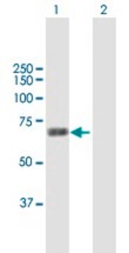 Anti-MARS2 antibody produced in mouse purified immunoglobulin, buffered aqueous solution