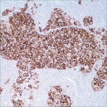 HMB-45 (HMB-45) Mouse Monoclonal Antibody clone HMB-45, unconjugated, Cell Marque&#8482;