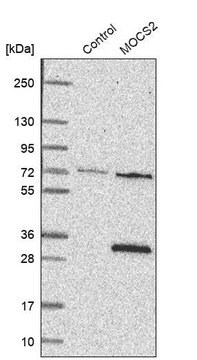 Anti-MOCS2 antibody produced in rabbit Prestige Antibodies&#174; Powered by Atlas Antibodies, affinity isolated antibody, buffered aqueous glycerol solution