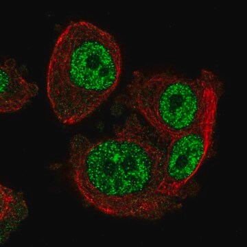 Anti-SCML1 antibody produced in rabbit Prestige Antibodies&#174; Powered by Atlas Antibodies, affinity isolated antibody