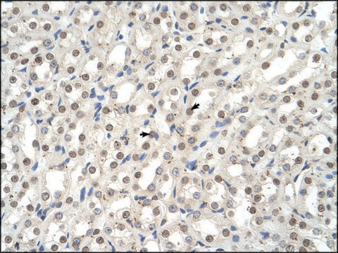 Anti-EHF antibody produced in rabbit affinity isolated antibody