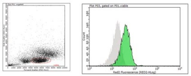 Anti-AIRE Antibody, clone Mab155 clone Mab155, 1&#160;mg/mL, from mouse