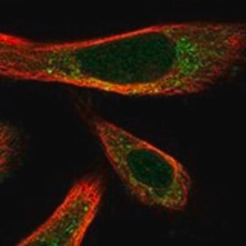 Anti-ATOH1 antibody produced in rabbit Prestige Antibodies&#174; Powered by Atlas Antibodies, affinity isolated antibody, buffered aqueous glycerol solution