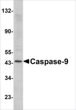 Anti-Caspase-9 antibody produced in rabbit affinity isolated antibody, buffered aqueous solution