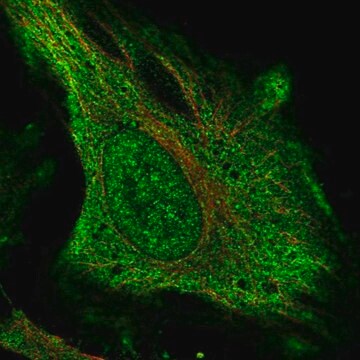 Anti-DNAH17 antibody produced in rabbit Prestige Antibodies&#174; Powered by Atlas Antibodies, affinity isolated antibody, buffered aqueous glycerol solution