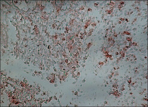 抗ヤギIgG (全分子)-ペルオキシダーゼ ウサギ宿主抗体 affinity isolated antibody, buffered aqueous solution