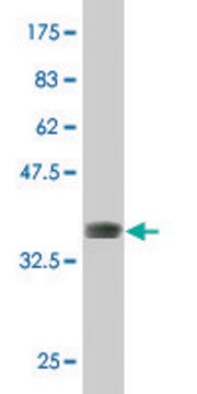 ANTI-DLX5 antibody produced in mouse clone 4B7, purified immunoglobulin, buffered aqueous solution