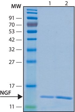 神经生长因子-ß 人 recombinant, expressed in HEK 293 cells, lyophilized powder, suitable for cell culture