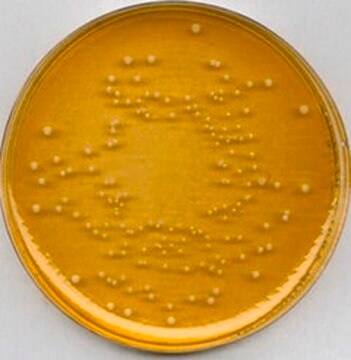 Uniwersalny agar piwny suitable for microbiology, NutriSelect&#174; Plus