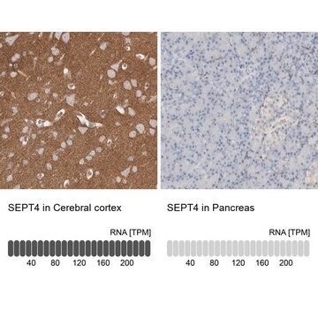 Anti-SEPT4 antibody produced in rabbit Prestige Antibodies&#174; Powered by Atlas Antibodies, affinity isolated antibody, buffered aqueous glycerol solution, Ab2