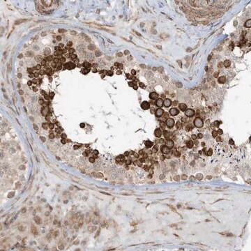 Anti-CHCHD4 antibody produced in rabbit Prestige Antibodies&#174; Powered by Atlas Antibodies, affinity isolated antibody, buffered aqueous glycerol solution