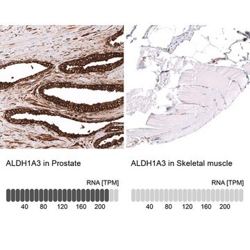 Monoklonalny anty-ALDH1A3 Prestige Antibodies&#174; Powered by Atlas Antibodies, clone CL11968, purified immunoglobulin, buffered aqueous glycerol solution