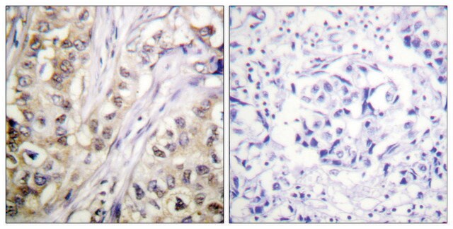 抗サバイビン抗体 ウサギ宿主抗体 affinity isolated antibody