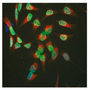 Anti-TAF15 Antibody, clone 4D71 clone 4D71, from mouse