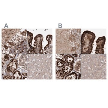 Anti-LRPPRC antibody produced in rabbit Prestige Antibodies&#174; Powered by Atlas Antibodies, affinity isolated antibody, buffered aqueous glycerol solution