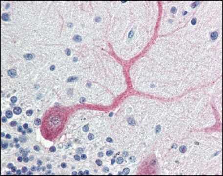 Anti-BIRC7/LIVIN antibody produced in rabbit affinity isolated antibody, buffered aqueous solution