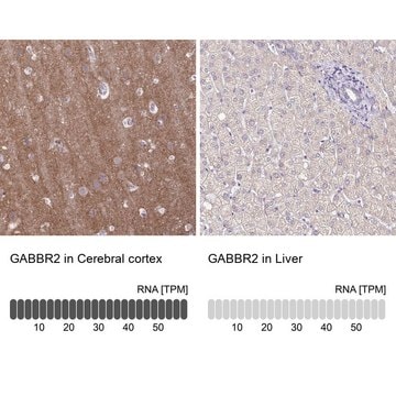 Anti-GABBR2 antibody produced in rabbit Prestige Antibodies&#174; Powered by Atlas Antibodies, affinity isolated antibody, buffered aqueous glycerol solution