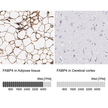 抗FABP4 ウサギ宿主抗体 Prestige Antibodies&#174; Powered by Atlas Antibodies, affinity isolated antibody, buffered aqueous glycerol solution