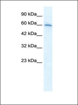 Anti-CHRNA7 (AB1) antibody produced in rabbit IgG fraction of antiserum