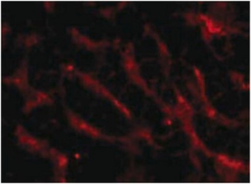 Anti-Fn14 Antibody from rabbit, purified by affinity chromatography