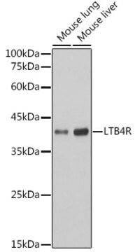 Anti-LTB4R Antibody, clone 4R2X8, Rabbit Monoclonal