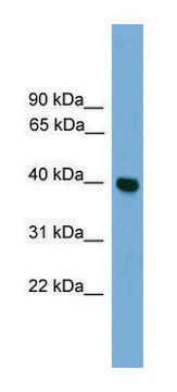 Anti-GNAI3 antibody produced in rabbit affinity isolated antibody