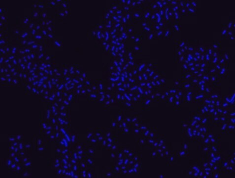 Sonda Proteus FISH - Cy3 Probe for fluorescence in situ hybridization (FISH),20 &#956;M in water