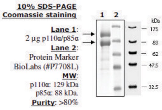 PI3 kinase (p110a/p85a) Active human recombinant, expressed in baculovirus infected insect cells, &#8805;80% (SDS-PAGE)