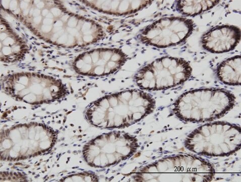 Monoclonal Anti-GSC antibody produced in mouse clone 4H7, purified immunoglobulin, buffered aqueous solution