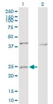 Anti-ARL4D antibody produced in rabbit purified immunoglobulin, buffered aqueous solution