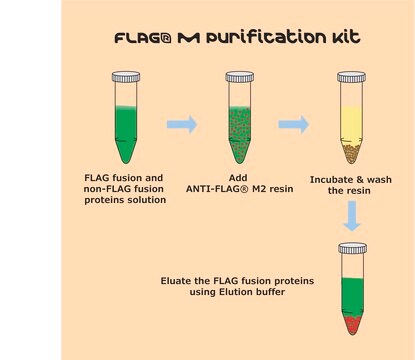 FLAG &#174; M 纯化试剂盒 For Mammalian expression systems.