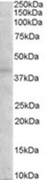 Anti-Melanocortin 3 Receptor antibody produced in goat affinity isolated antibody, buffered aqueous solution