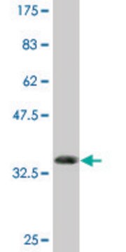 Monoclonal Anti-RXRB antibody produced in mouse clone 2E6, purified immunoglobulin, buffered aqueous solution