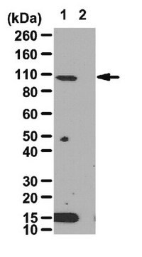 Anti-HIF-1&#945; Antikörper from rabbit, purified by affinity chromatography