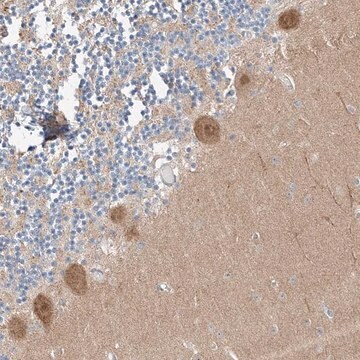 Anti-CLDND1 antibody produced in rabbit Prestige Antibodies&#174; Powered by Atlas Antibodies, affinity isolated antibody, buffered aqueous glycerol solution, ab1