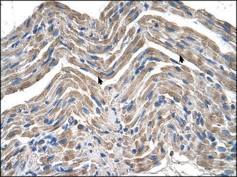 Anti-NPTN antibody produced in rabbit IgG fraction of antiserum