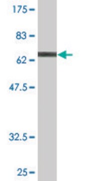 Monoclonal Anti-NFE2 antibody produced in mouse clone 2C6, purified immunoglobulin, buffered aqueous solution