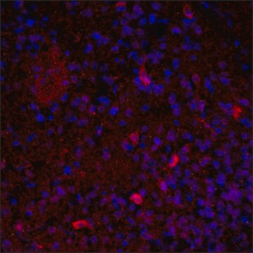 抗-VAChT (C末端) 兔抗 IgG fraction of antiserum