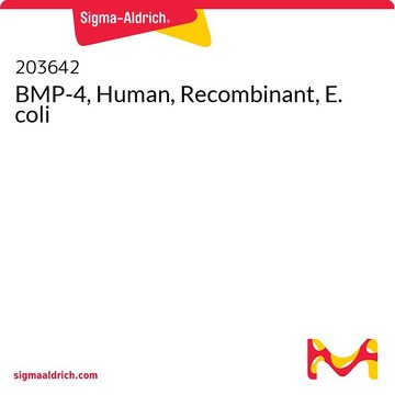 BMP-4, Human, Recombinant, E. coli