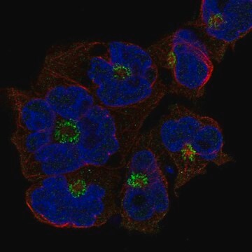 Anti-St8Sia4 Antibody Produced In Rabbit Prestige Antibodies&#174; Powered by Atlas Antibodies, affinity isolated antibody, buffered aqueous glycerol solution