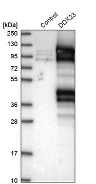 Anti-DDX23 antibody produced in rabbit Prestige Antibodies&#174; Powered by Atlas Antibodies, affinity isolated antibody, buffered aqueous glycerol solution