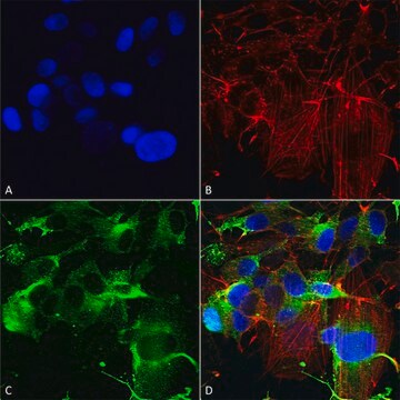 Monoclonal Anti-Gfap - Percp antibody produced in mouse clone S206B-9, purified immunoglobulin