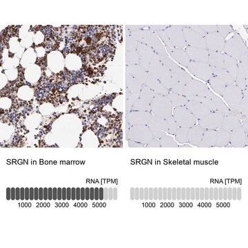 Anti-SRGN antibody produced in rabbit Prestige Antibodies&#174; Powered by Atlas Antibodies, affinity isolated antibody, buffered aqueous glycerol solution