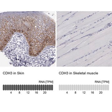 抗CDH3抗体 ウサギ宿主抗体 Prestige Antibodies&#174; Powered by Atlas Antibodies, affinity isolated antibody, buffered aqueous glycerol solution