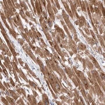 Anti-PDK1 antibody produced in rabbit Prestige Antibodies&#174; Powered by Atlas Antibodies, affinity isolated antibody, buffered aqueous glycerol solution