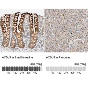 Anti-ACSL5 antibody produced in rabbit Prestige Antibodies&#174; Powered by Atlas Antibodies, affinity isolated antibody, buffered aqueous glycerol solution